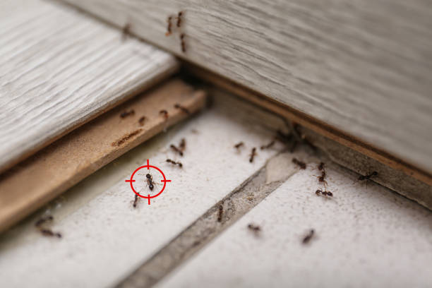 Best Mosquito Control Services  in Lewiston, ID
