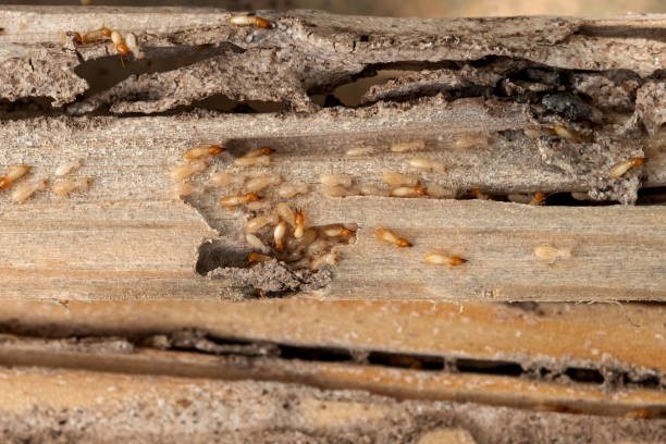 Best Commercial Pest Control Services  in Lewiston, ID